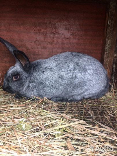 Продам кроликов