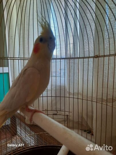 Попугай говорящий