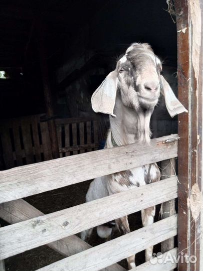 Козел камори-нубиец