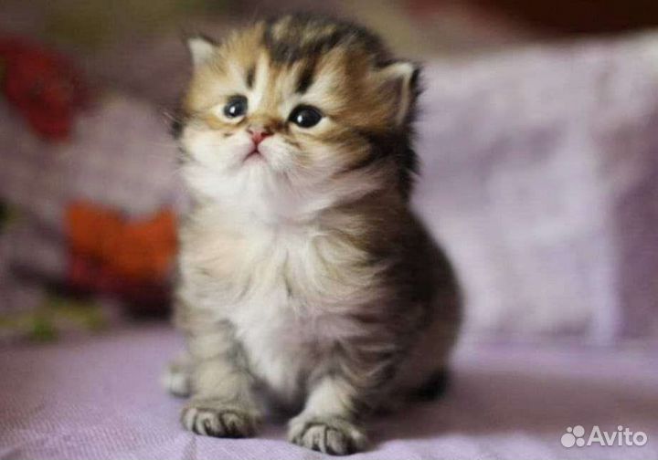 Страйт и фолд золотая шиншилла