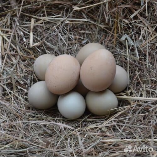 Деревенские куриные яйца