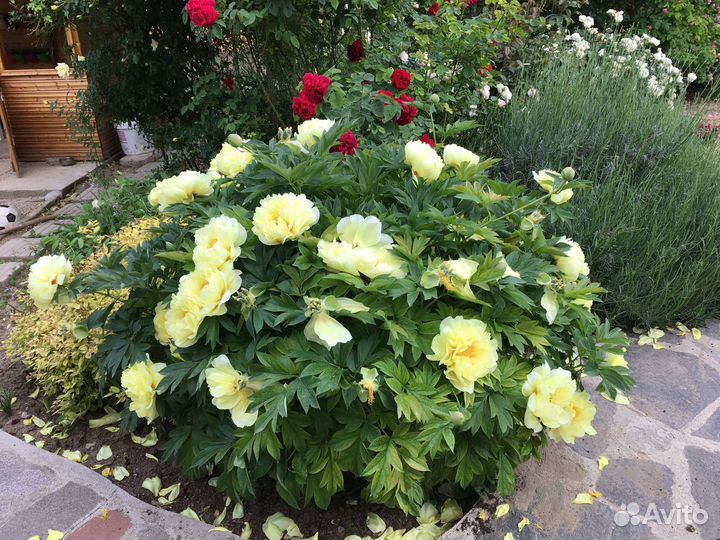 Пион жёлтый сорт Бартзелла