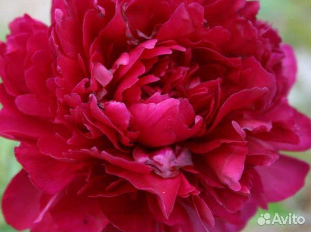 Корни пионов сортовые