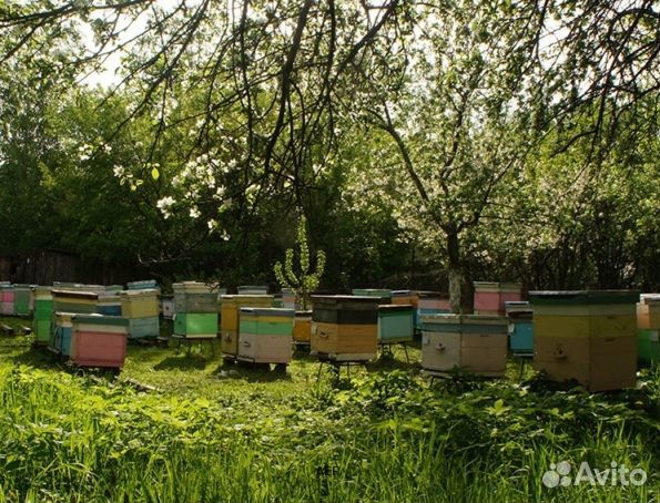 Мёд 24 года Алтайский опт