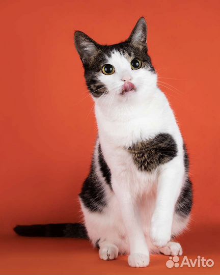 Кот в добрые руки