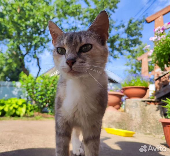 Выбросили кошку, ищем добрые руки