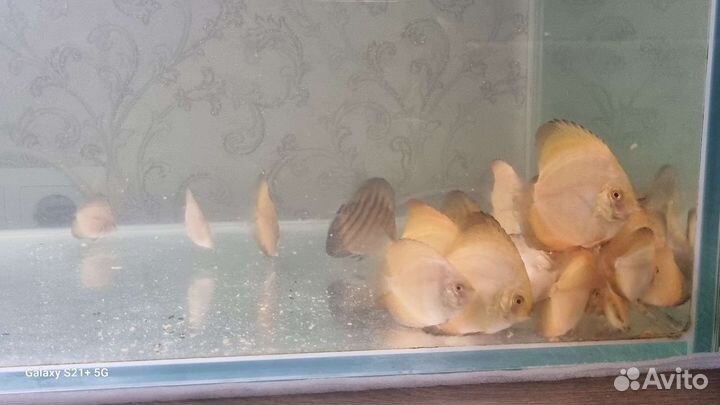 Продам дискусов