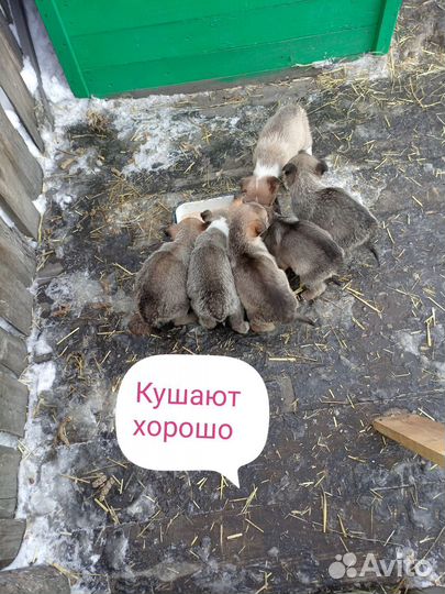 Собаки, здоровые, щенки от большой пары