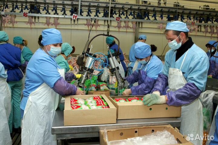 Работа на птицефабрике вахтой