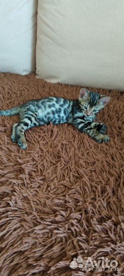 Бенгальские котята
