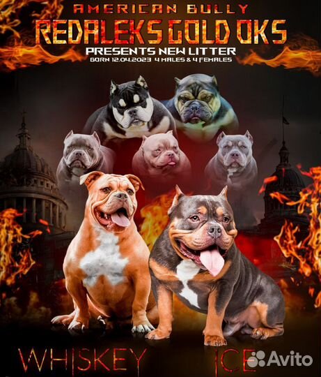 Щенки американского булли покет