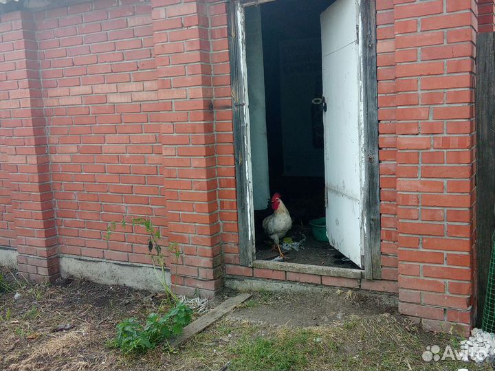 Продам петухов