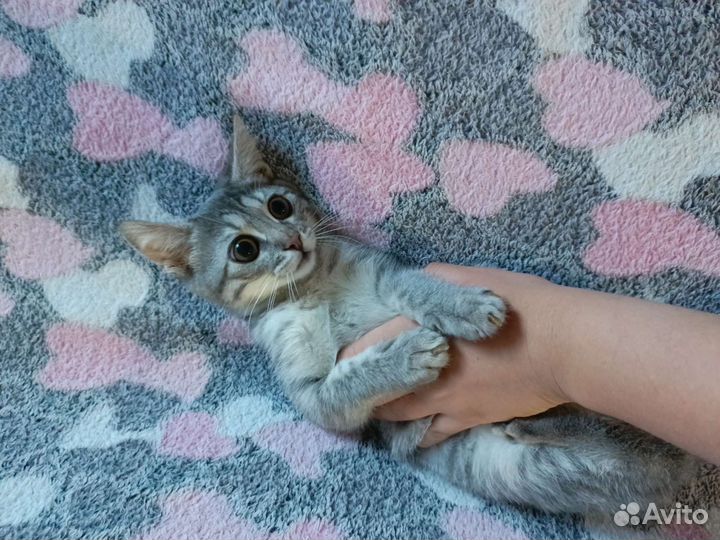 Кошка в дар