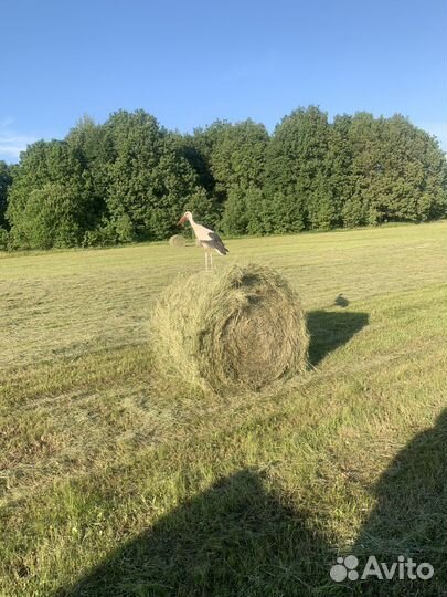 Сено в рулонах 2024