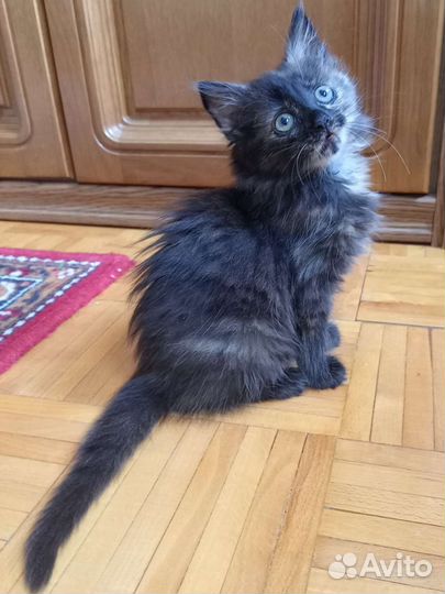 Черный котенок девочка