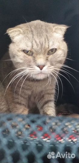 Кошка ищет дом