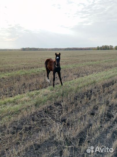 Лошади с жеребятами