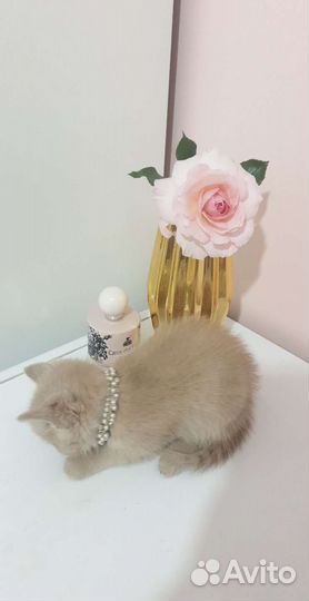 Котёнок