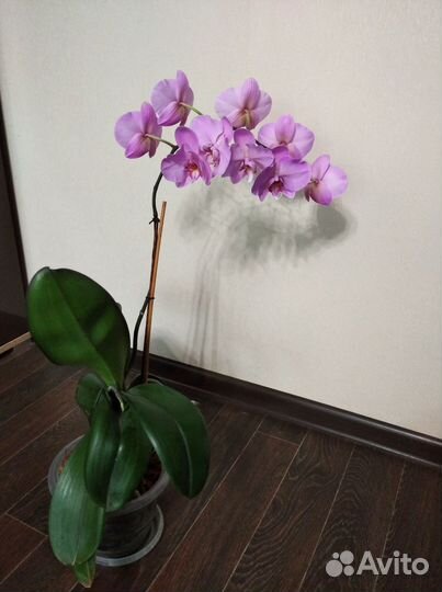Продам цветы комнатные