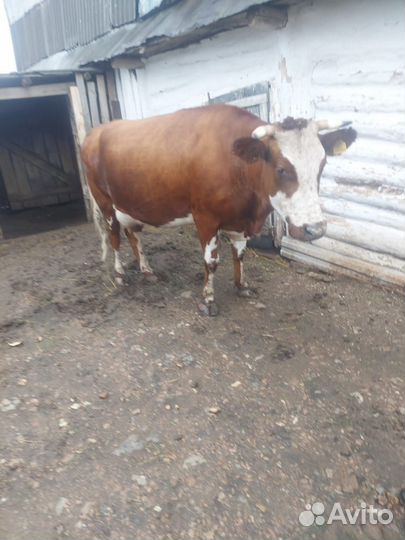 Корова дойная