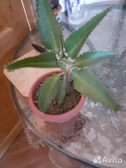 Каланхоэ лечебный