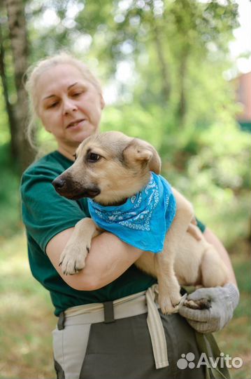 Щенок Коля в добрые руки