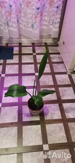 Эухарис амазонская лилия