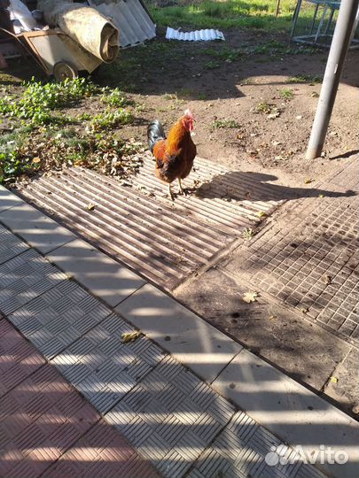 Молодые петухи