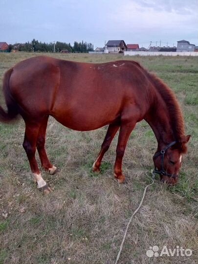 Продаю кобылу
