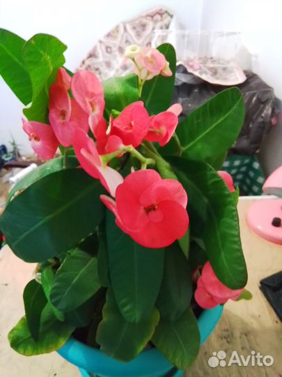 Отростки молочая розового