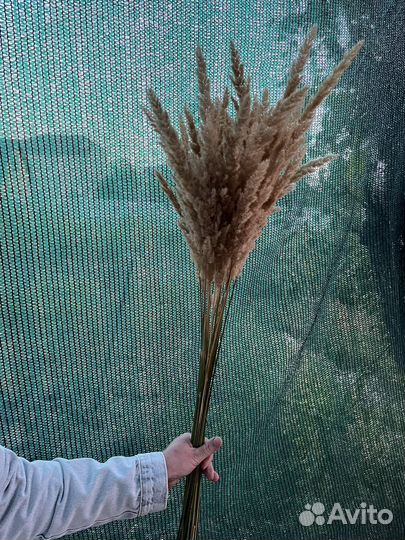 Цветы сухоцветы