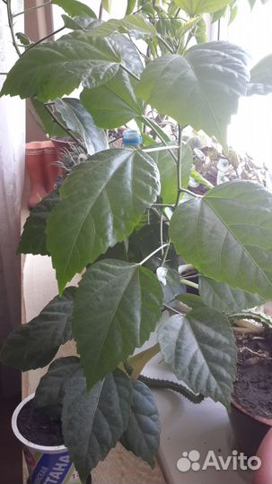 Роза китайская-гибискус