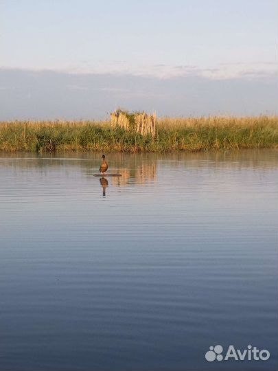 Подсадные утки чубарые