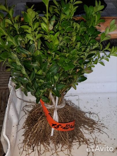 Укорененные черенки самшита