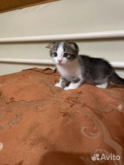 Шотландские вислоухие котята