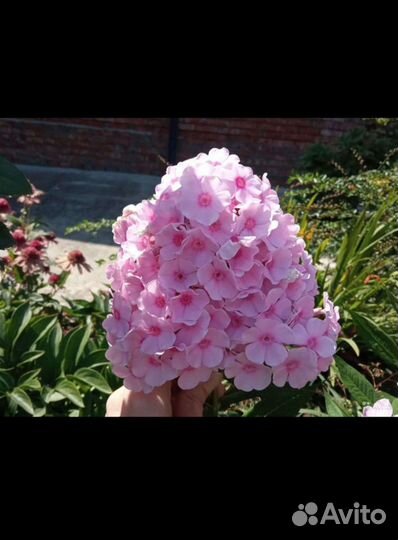 Флокс Брайт Айз
