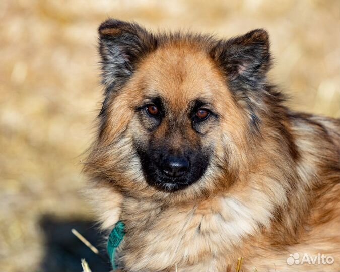 Собака Сахалин