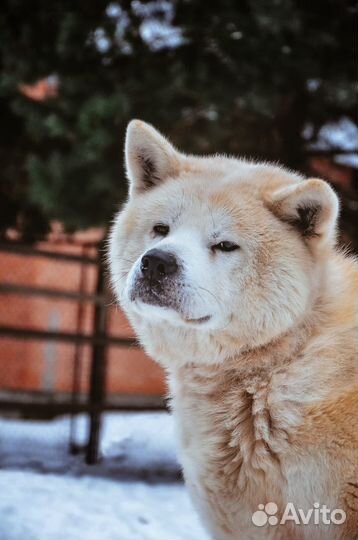Кума шикарный кобель в добрые руки