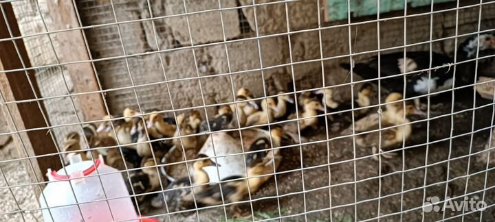 Утята индоутки