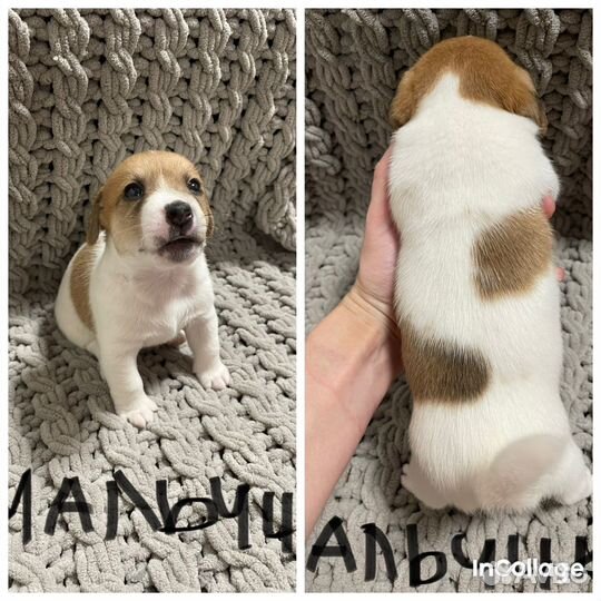 Джек рассел терьер щенки