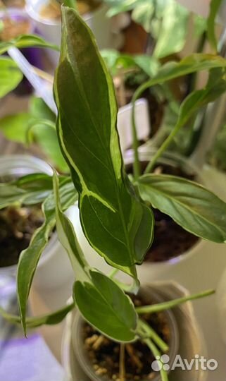 Спатифиллум Дели Индонезия