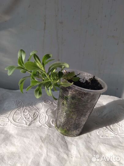 Калиброхоа черенки