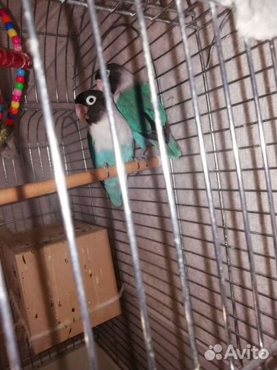 Попугай неразлучники