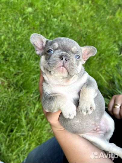 Французский бульдог лиловый
