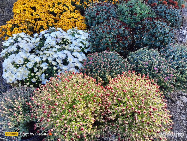 Хризантемы мультифлора