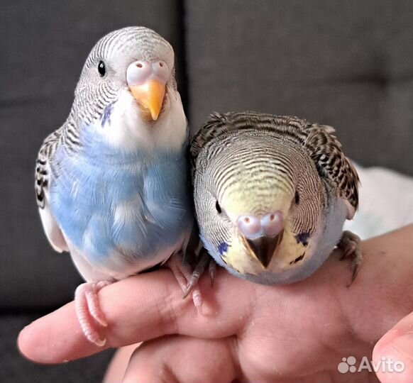 Птенцы волнистого попугая