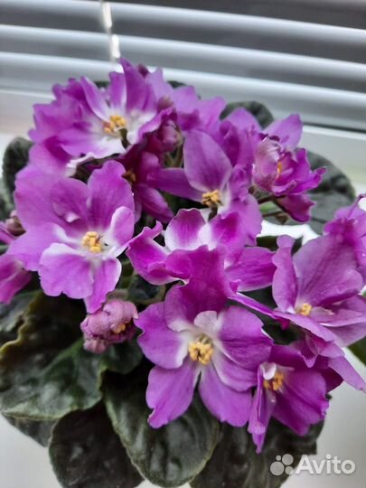 Фиалки детки