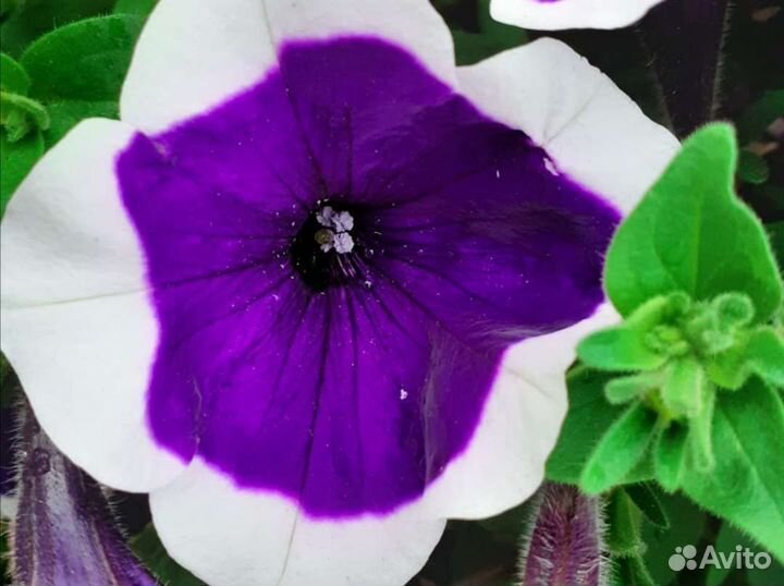 Рассада цветов. Петуния. Бархатцы. Виола