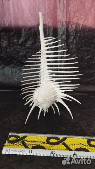 Морская раковина Мурекс Пектен 