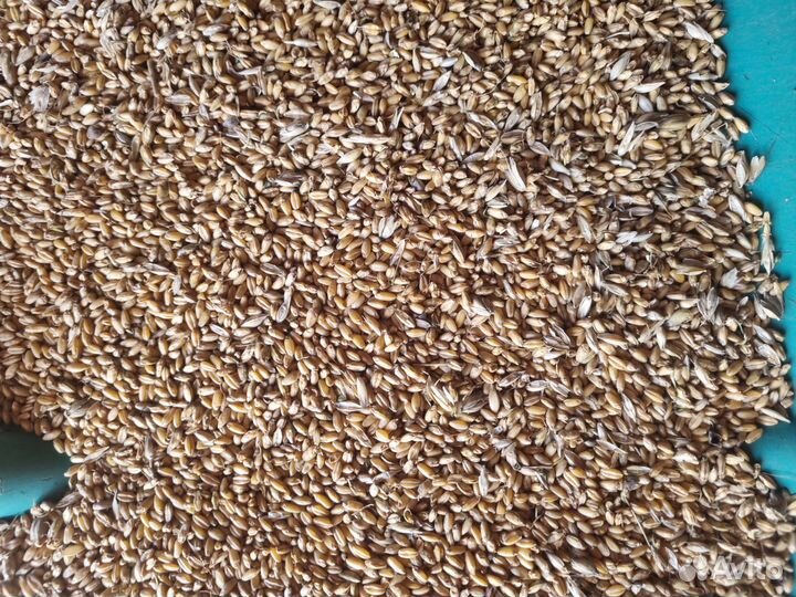 Пшеница на корма